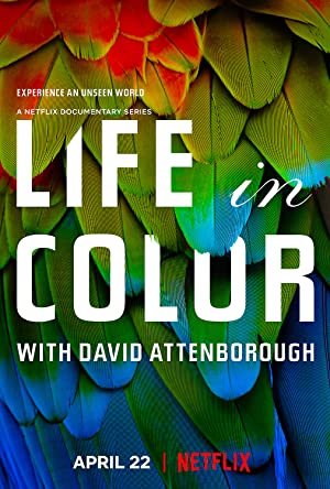 Life in Colour